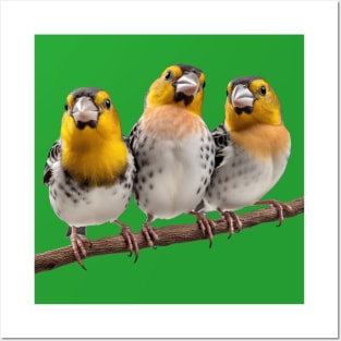 Three Finches on a Branch Posters and Art